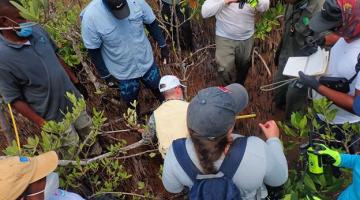 About 10 scientists gathered around and conducting fieldwork on a mangrove