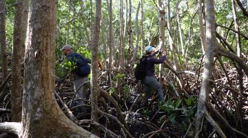 A man and woman wearing caps and backpacks are conducting fieldwork on mangroves