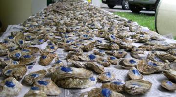 Oysters with freshly painted label for experiments