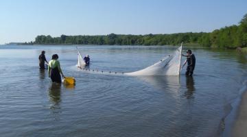 Seining for fish samples