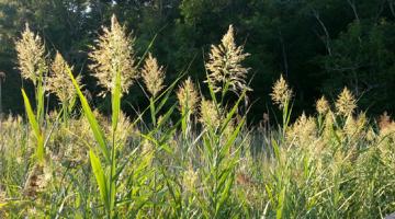 Phragmites australis inflorescenses