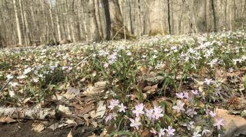 Spring wildflowers on the ForestGEO plot