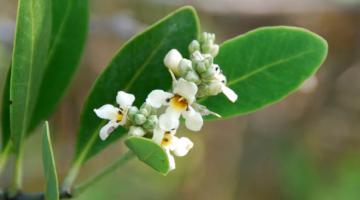 Avicennia (black mangrove)