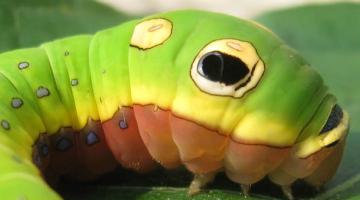 Caterpillar