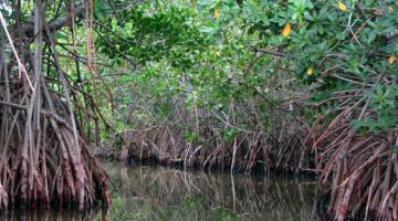 Mangroves