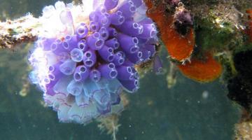 Tunicates