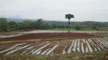 remnant tree in a field