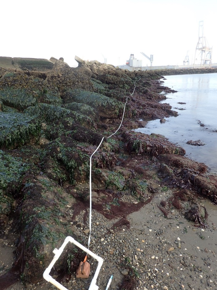 Transect along shoreline.